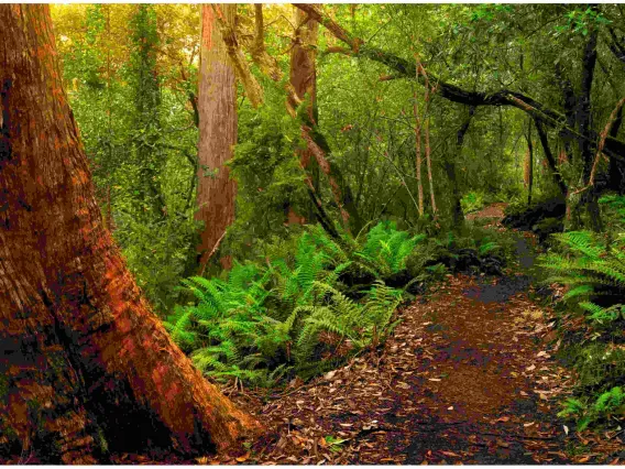 peru forest