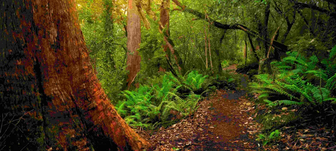 peru forest